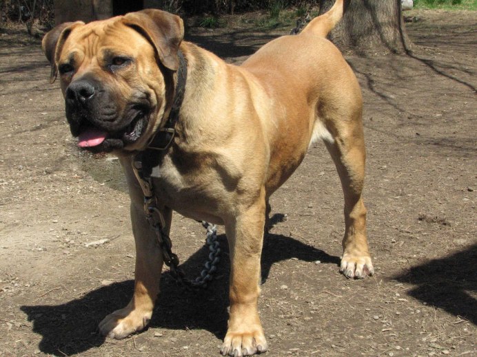 Boerboel / Boer Mastiff