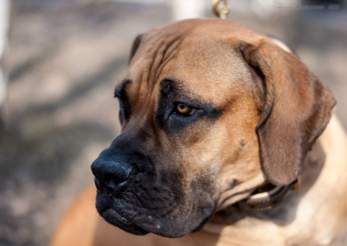 Boerboel Mix bull Terrier