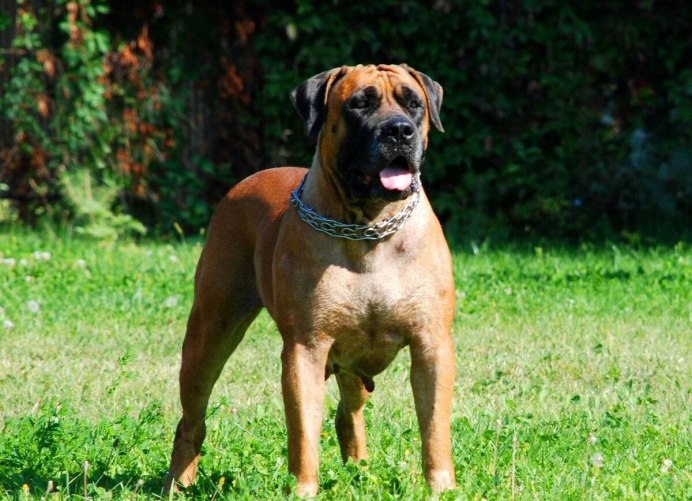 Working Boerboel Piebald