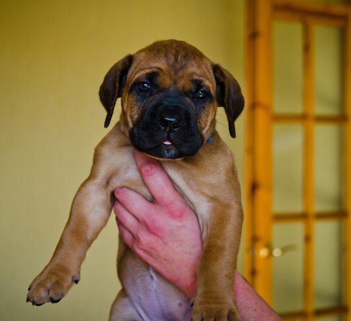 Burbull
