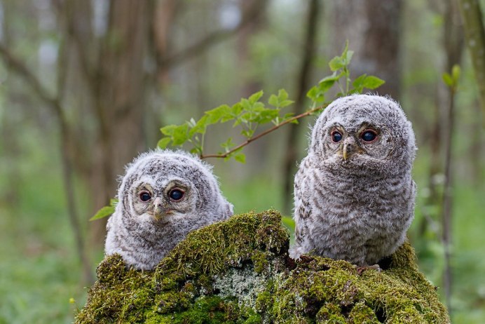 Птенцы Bubo Bubo