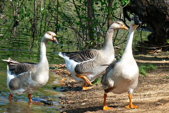 Гавайская казарка