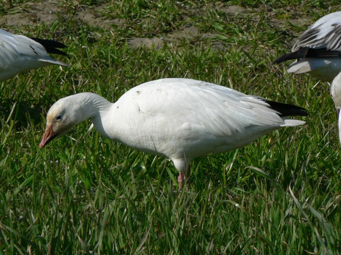 Египетский Гусь