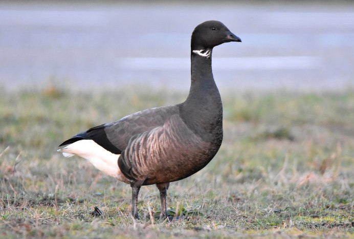 Кубанские серые гуси