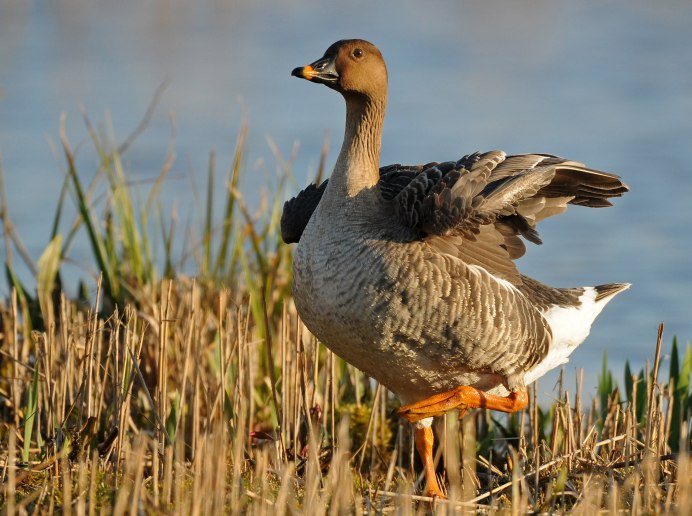 Виды диких гусей