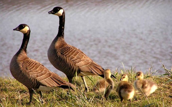Малый белый Гусь (Anser caerulescens caerulescens)
