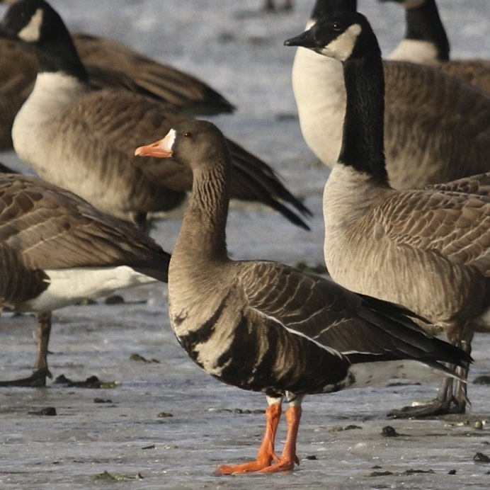 Линда Королевская гуси порода