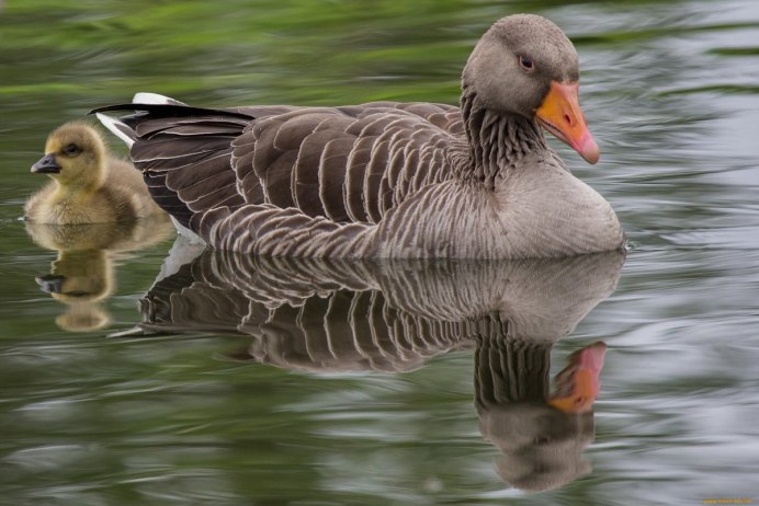 Магелланов Гусь
