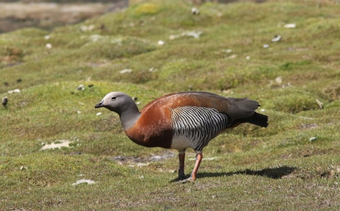 Дикий белый Гусь