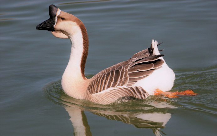 Черная казарка Branta bernicla