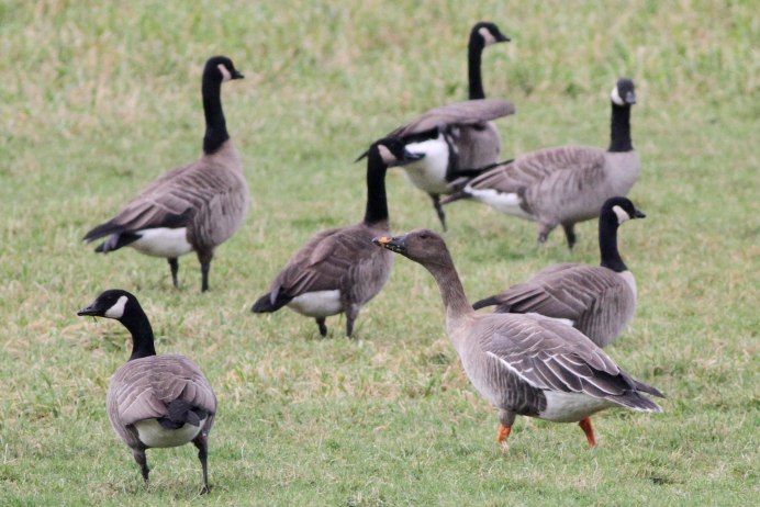 Тулузские гуси