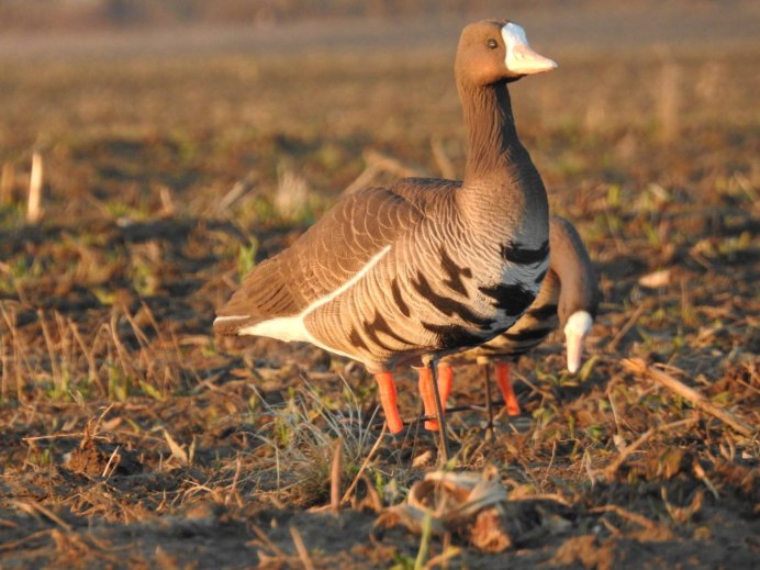 Дикий серый Гусь