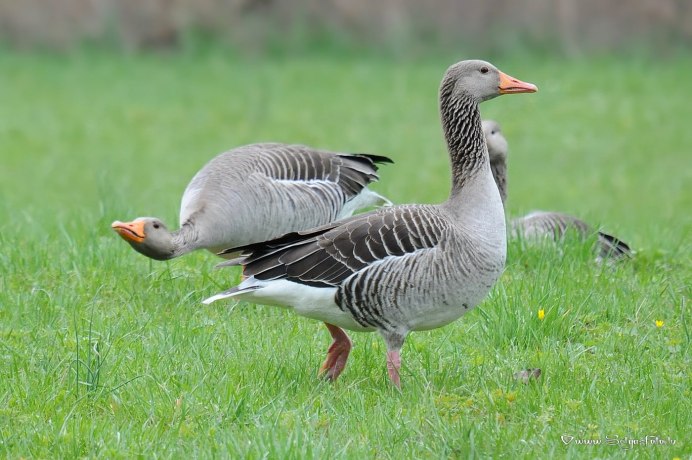 Породы диких гусей
