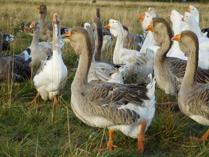 Гусь гуменник