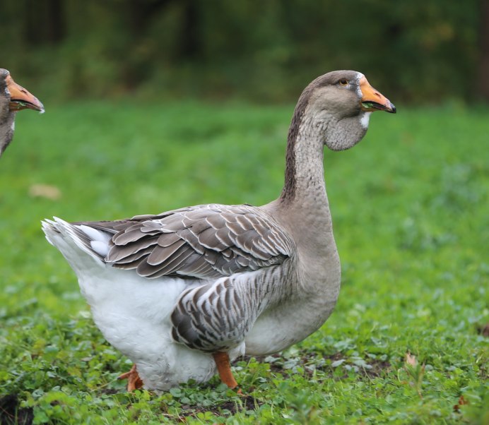Подвиды гусей Гуменников