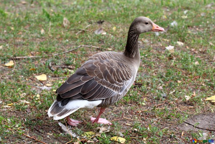 Гусь домашний холодильник