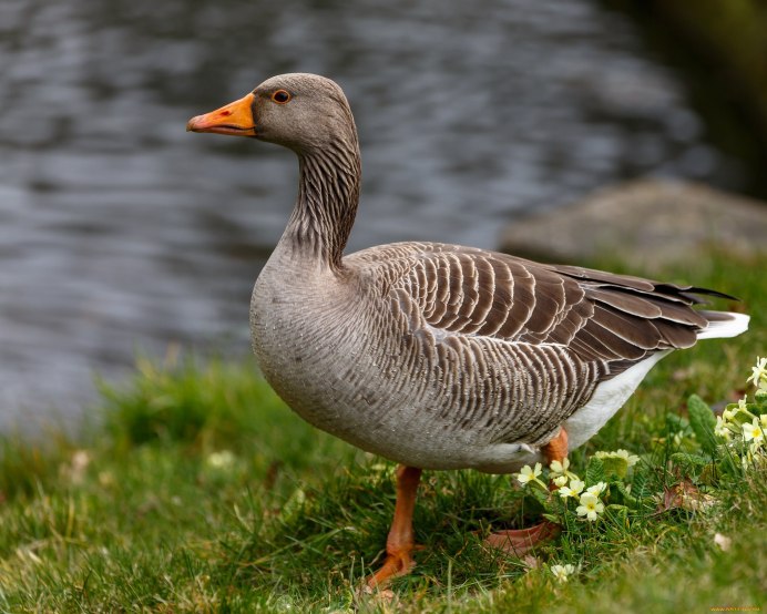 Дикие гуси в парках Москвы