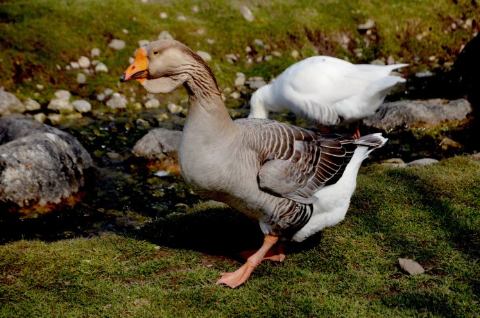 Роменская порода гусей