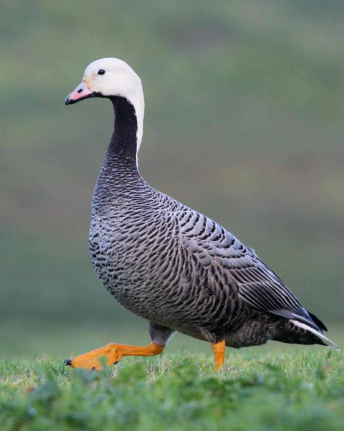 Казарки гуси породы