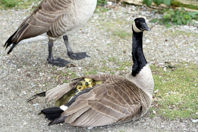Африканские серые гуси