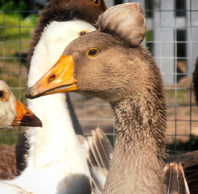 Птенец белолобого гуся