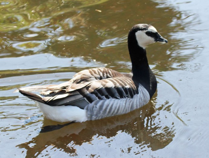 Дикий Гусь гуменник