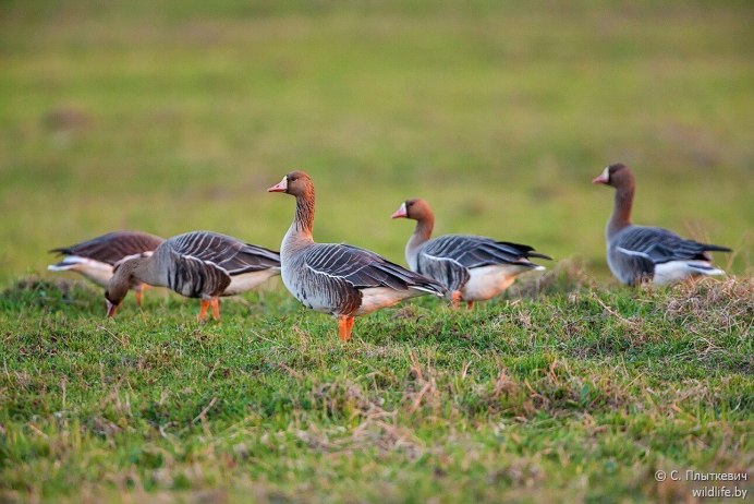 Разновидности гусей