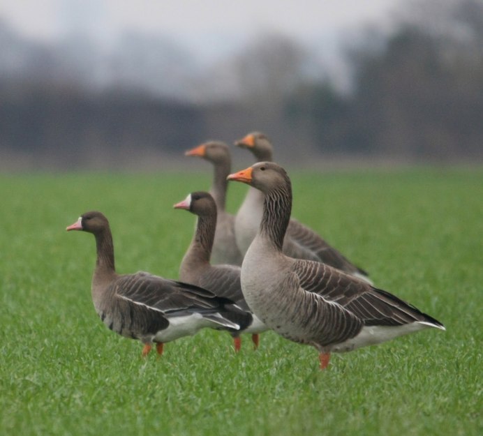Малая канадская казарка