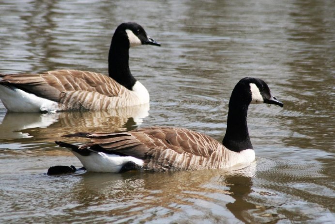 Разновидности гусей