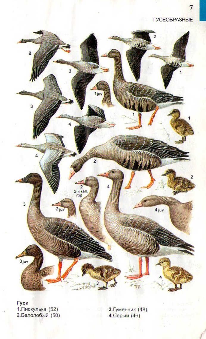 Белобородый дикий Гусь