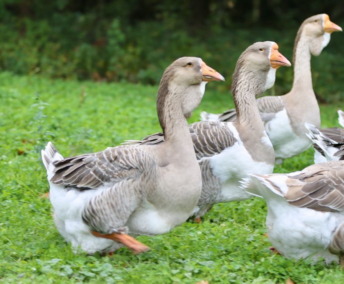 Тулузские гуси гусята