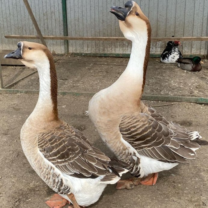 Гуси Джавахетской породы