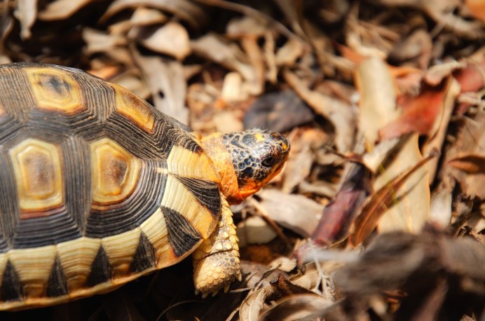 Malayemys macrocephala