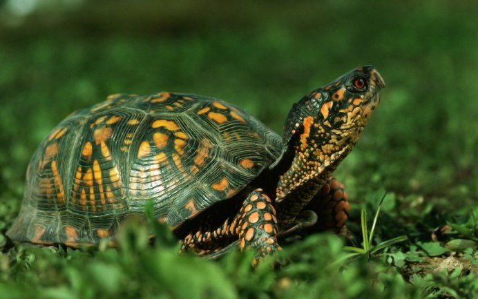 Trachemys Adiutrix