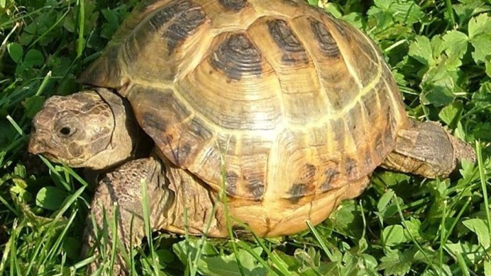 Морская тигровая черепаха