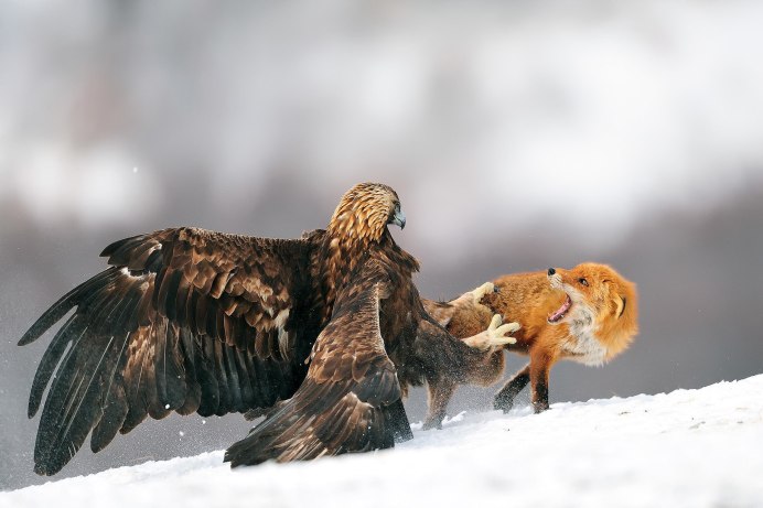 Орёл Беркут и Коршун