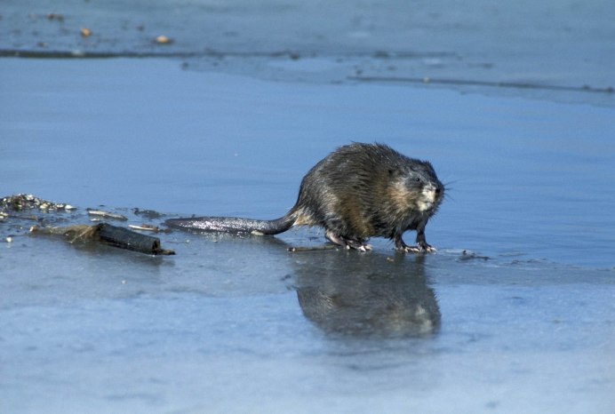 Ондатра – Ondatra zibethicus Linnaeus