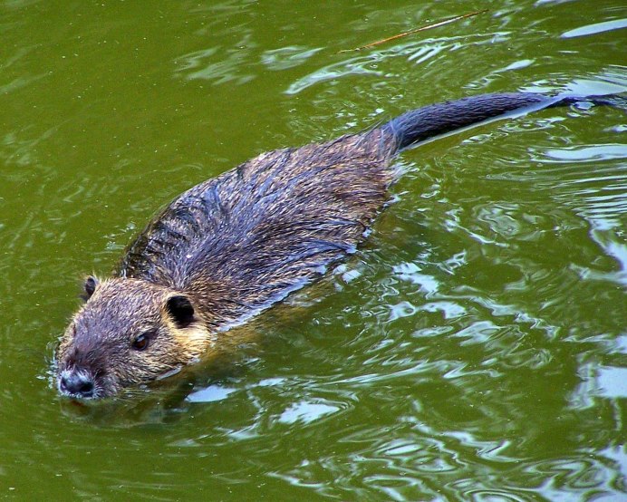 Водяная крыса