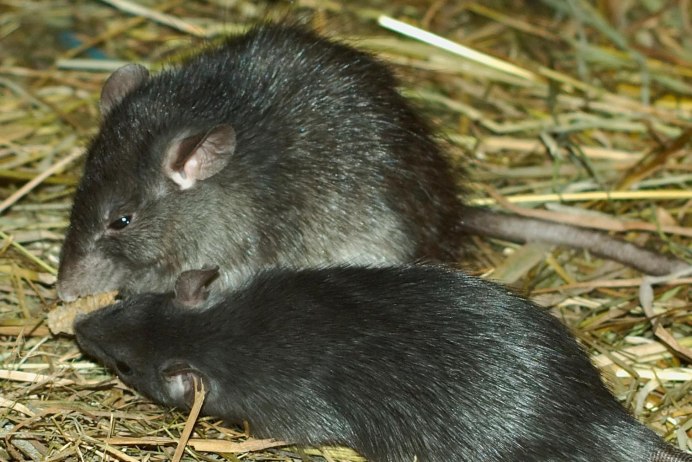 Крыса Rattus Rattus