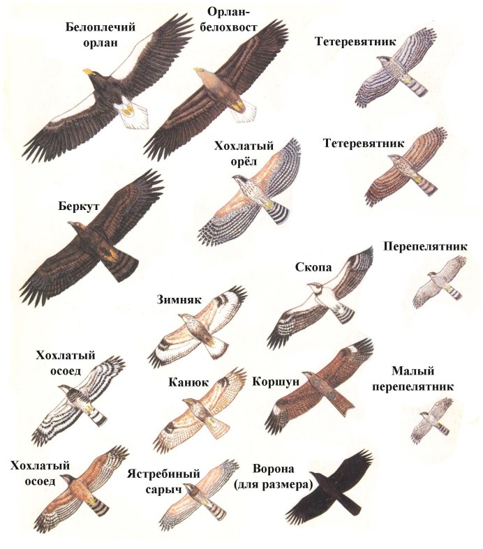 Сокол Орел ястреб канюк