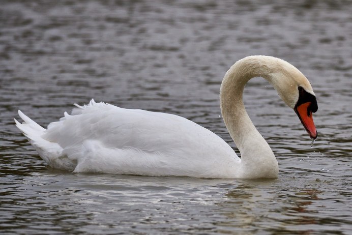 Лебедь домашний