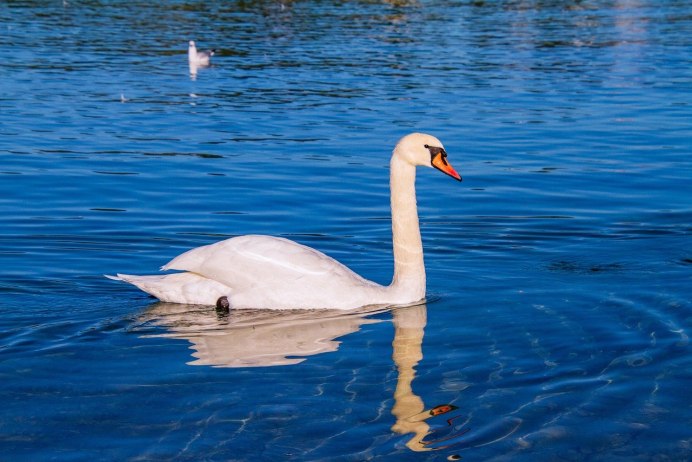 Птица лебедь кликун