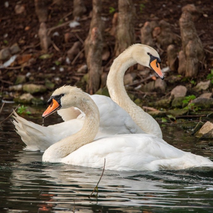Грациозный лебедь