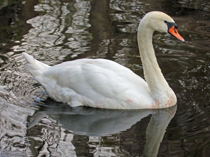 Белый лебедь 1080