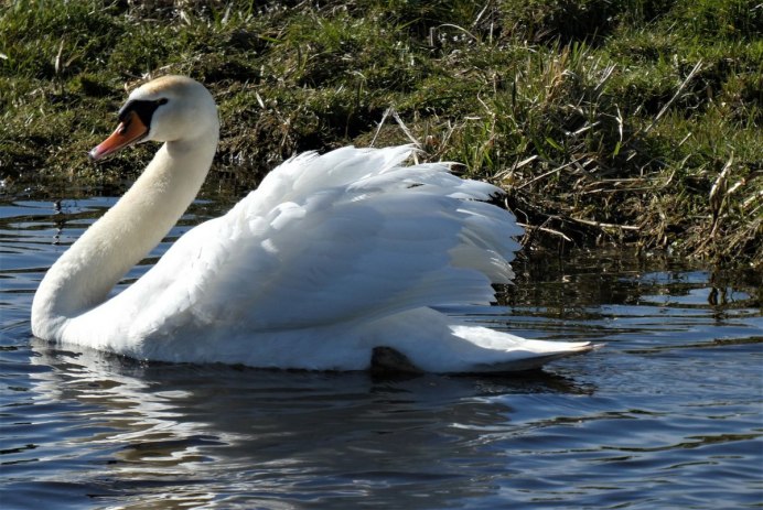 Водоплавающие птицы лебедь