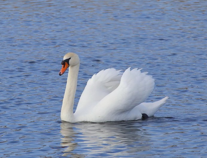 Лебедь крупным планом