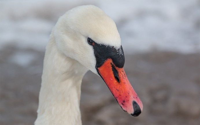 Лебедь шипун красная книга