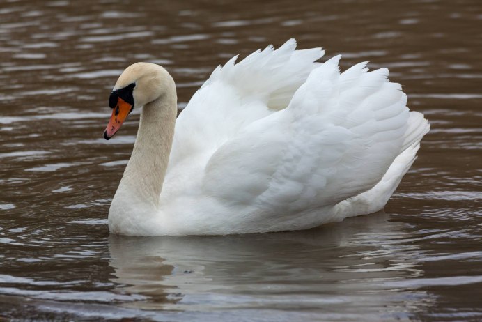Лебедь шипун
