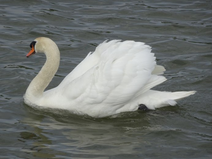 Птица с красным клювом