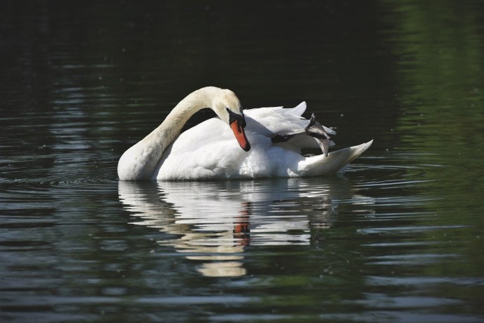 Австралия фауна черный лебедь